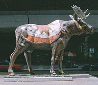 Anthem moose