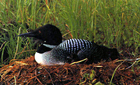 Common Loon