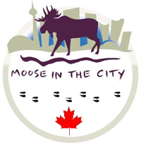 Moose in the City